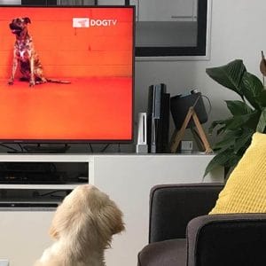 HIT1MILLION-DOGTV: Lifetime Subscription for $199