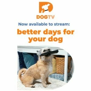 HIT1MILLION-DOGTV: Lifetime Subscription for $149